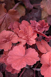 Heuchera 'Northern Exposure Red' (TNHEUNER)