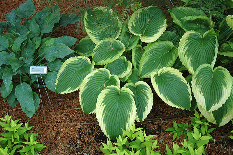 Hosta 'Bridal Falls'
