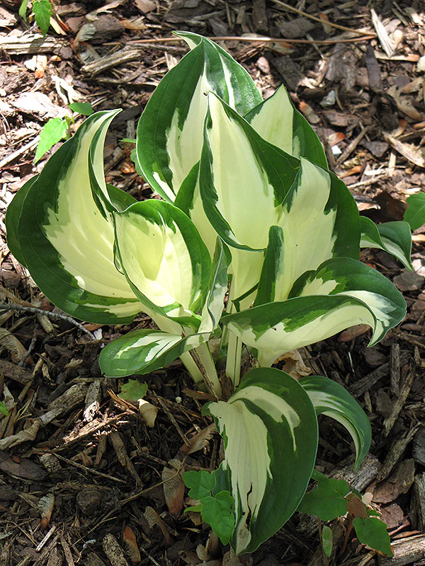 Hosta 'Fire and Ice'