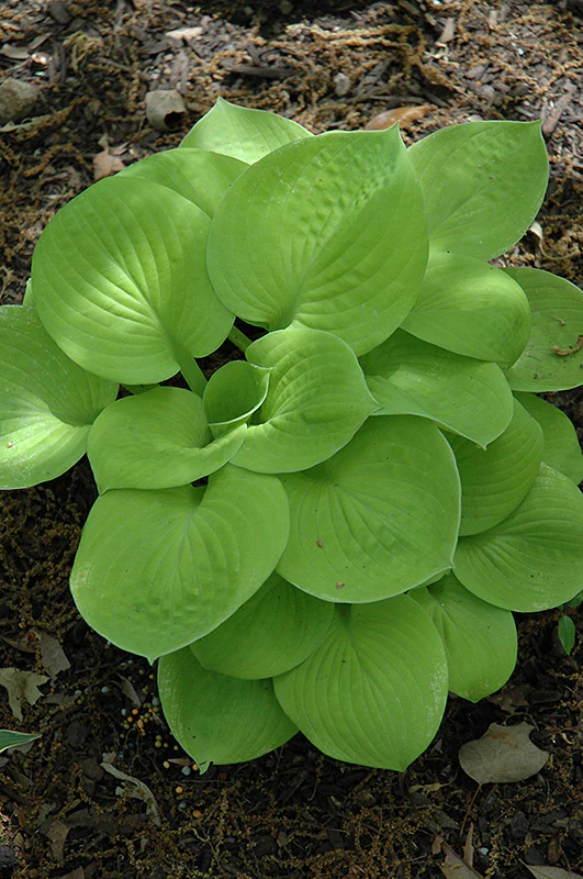 Hosta 'Maui Buttercups'