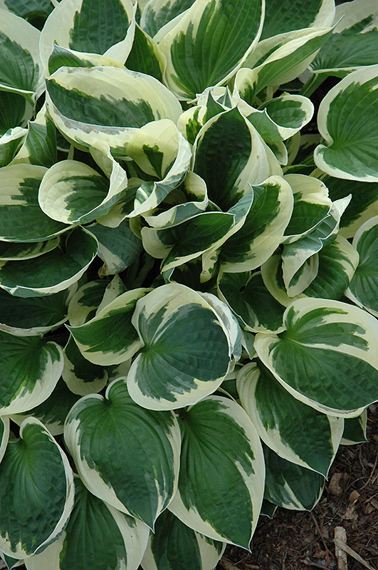Hosta 'Patriot'