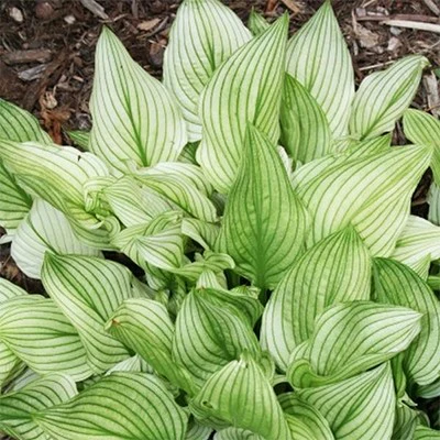 Hosta 'Zebra Stripes'