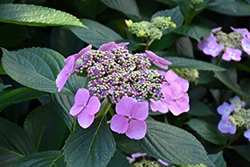 Hydrangea macrophylla 'Blue Wave' - Image 2