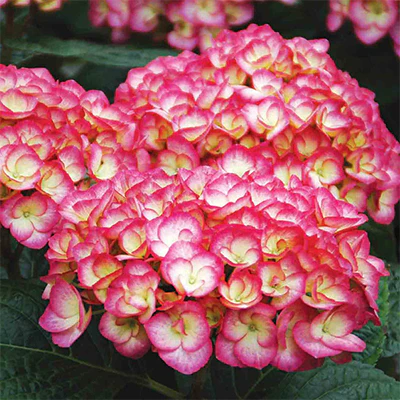 Hydrangea macrophylla 'Firefly'