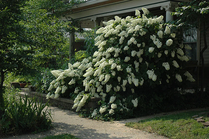 Hydrangea quercifolia 'Snowflake'