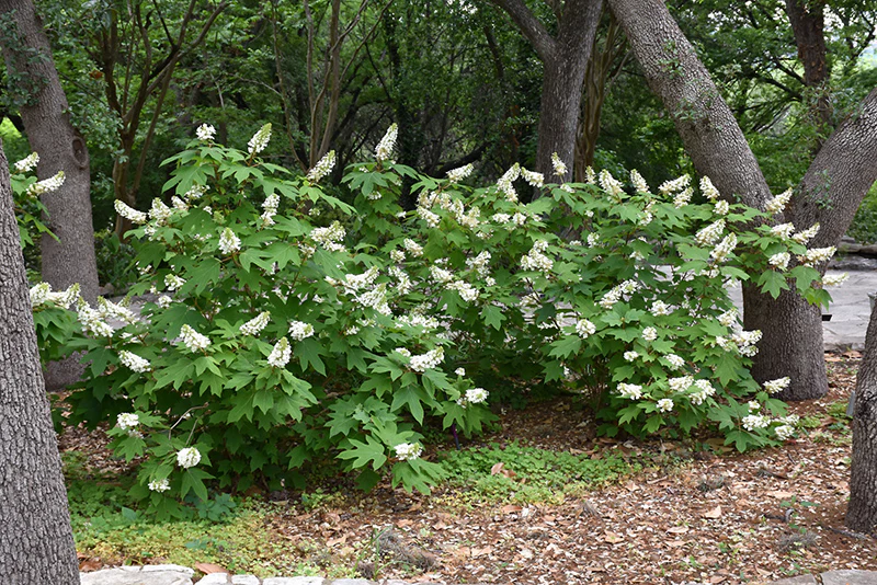 Hydrangea quercifolia (Double Flower)