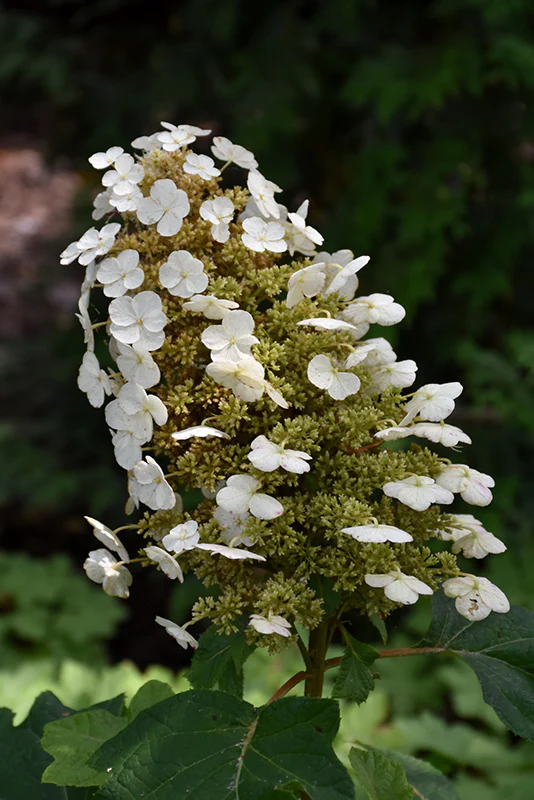 Hydrangea quercifolia 'Sikes Dwarf'