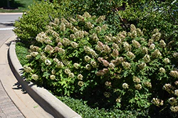 Hydrangea quercifolia 'Snow Queen'