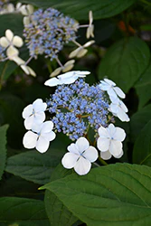 Hydrangea serrata 'Bluebird' - Image 2