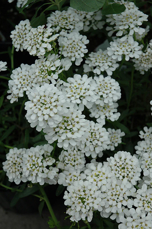 Iberis sempervirens 'Alexander's White'