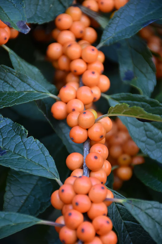Ilex verticillata 'Winter Gold'