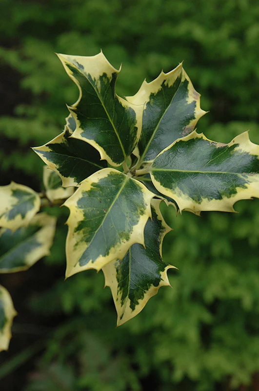 Ilex x altaclerensis 'Golden King'