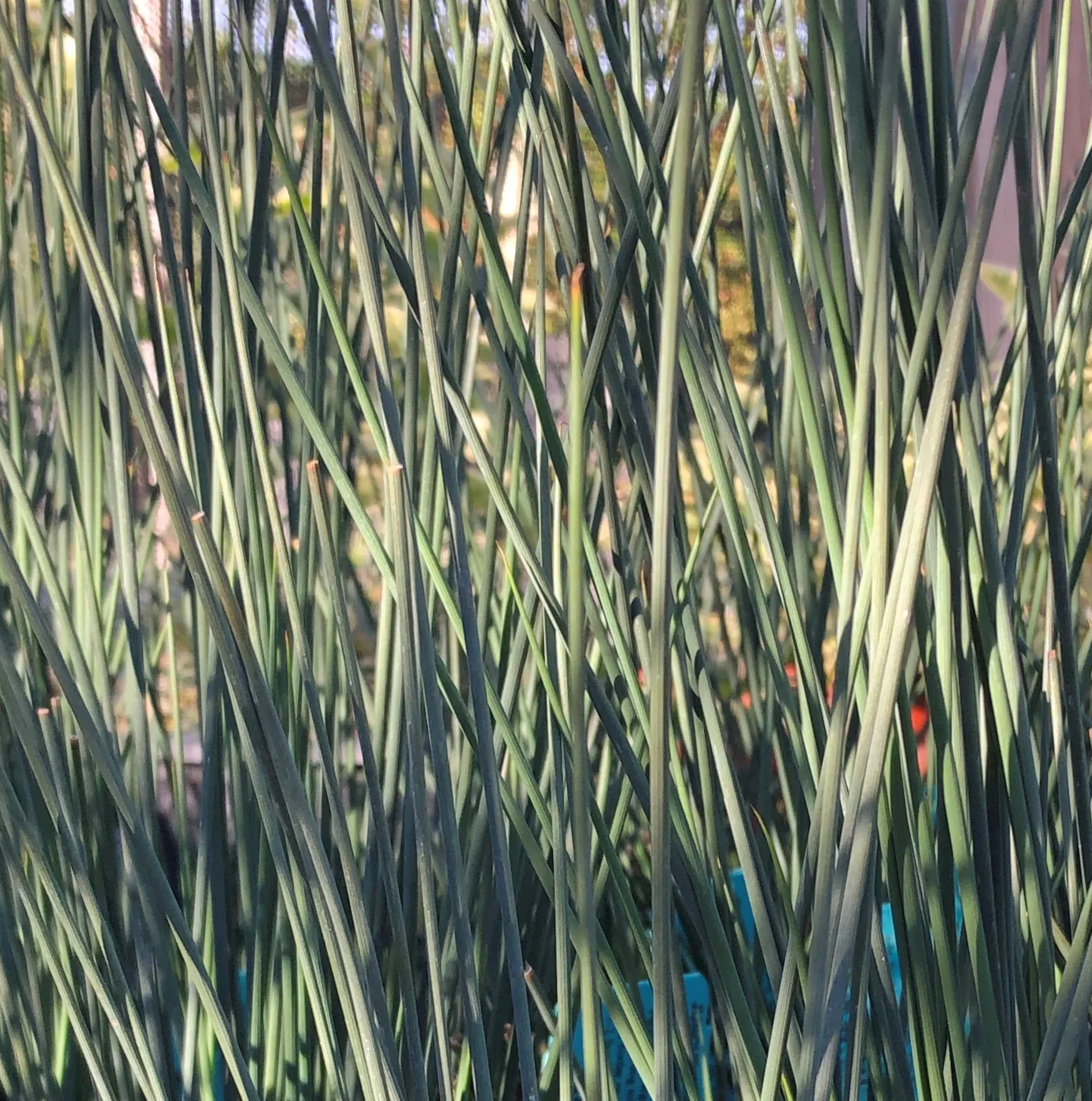 Juncus 'Carmen's Gray'