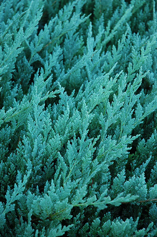Juniperus 'Blue Chip'