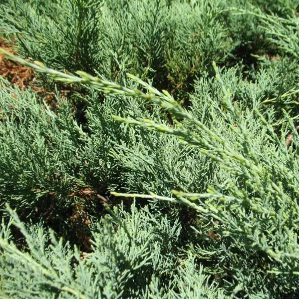 Juniperus chinensis 'Hetzii Glauca'