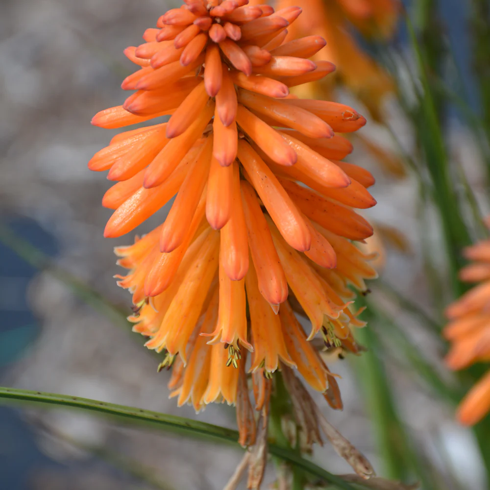 Kniphofia 'Poco Orange'