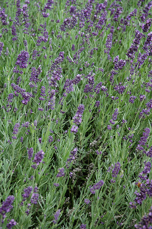 Lavandula angustifolia 'Super Blue'