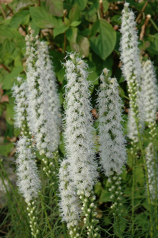 Liatris spicata 'Floristan White' (Blazing Star)
