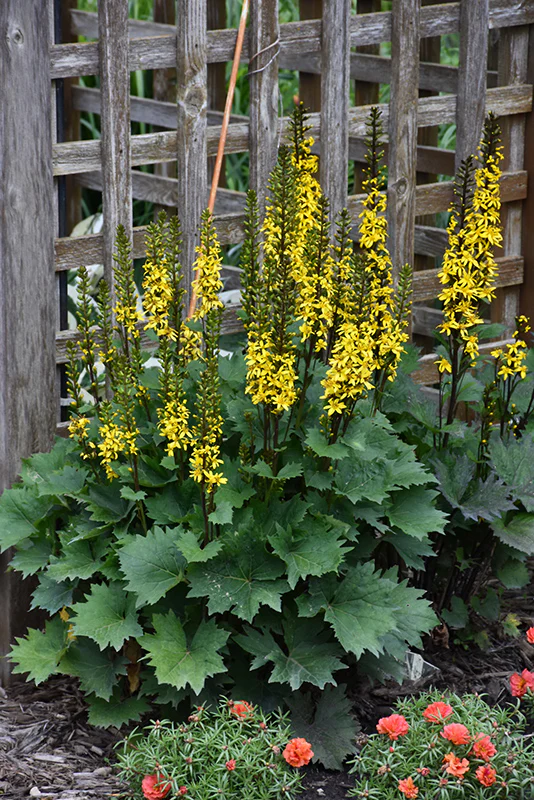 Ligularia 'Little Rocket' (Little Rocket Rayflower)