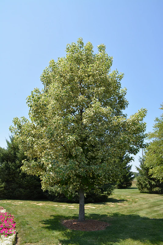 Liquidambar styraciflua 'Silver King' - Image 2