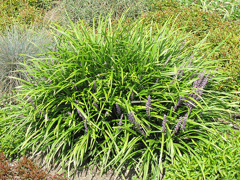 Liriope spicata (Lily Turf) - Image 2
