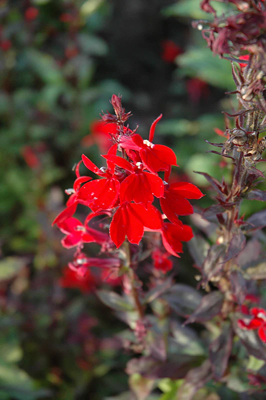 Lobelia 'Queen Victoria'