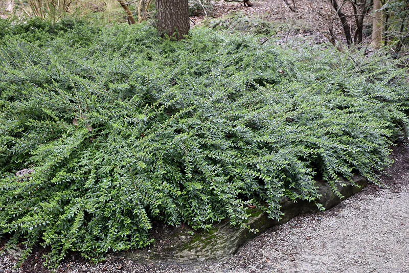 Lonicera pileata (Privet Honeysuckle)