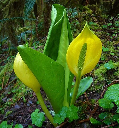 Lysichiton americanus (Western Skunk Cabbage)