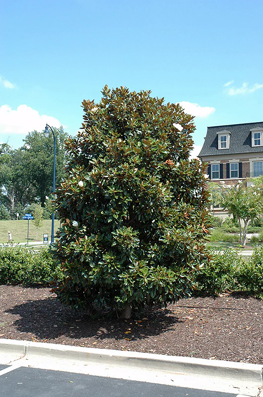 Magnolia grandiflora 'Little Gem' - Image 2