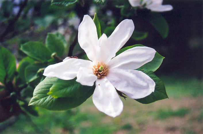 Magnolia kobus