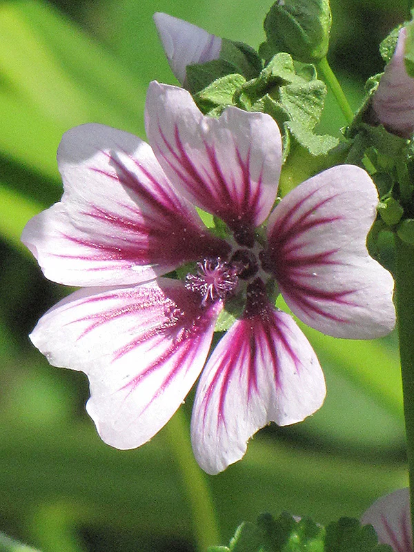Malva 'Zebrina' (Zebrina Mallow)