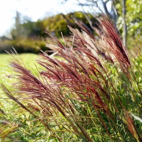 Miscanthus sinensis 'Red Chief' (Maiden Grass)