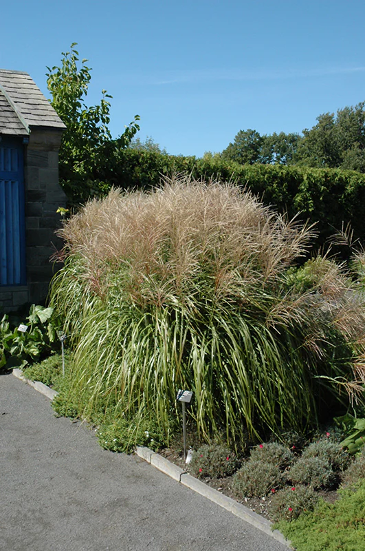 Miscanthus sinensis 'Huron Sunrise' (Maiden Grass)