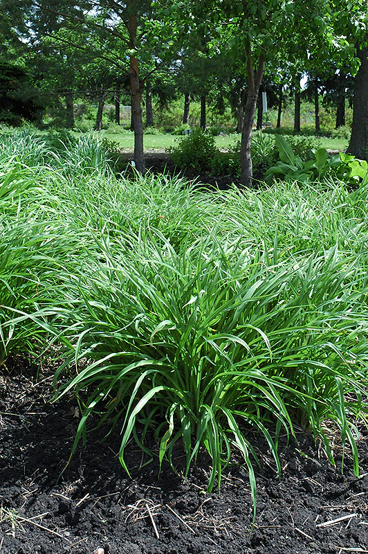 Molinia caerulea (Moor Grass)