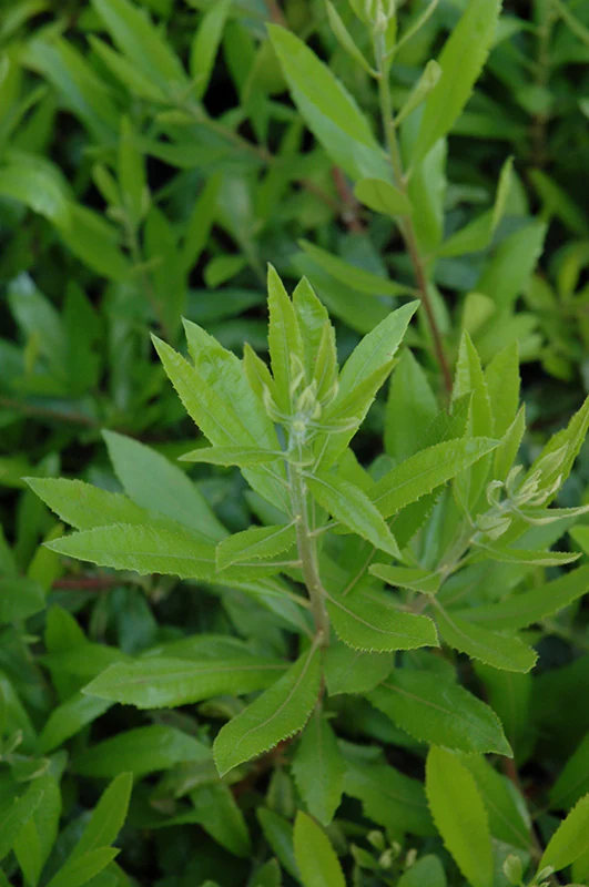 Myrica californica (Pacific Wax Myrtle)