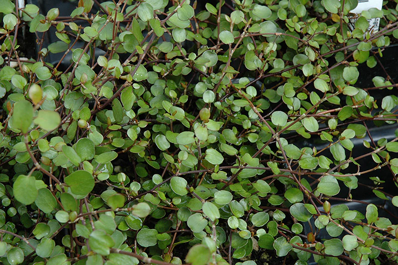 Muehlenbeckia complexa (Wire Vine)