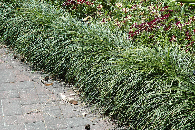 Ophiopogon japonicus (Snake's Beard) - Image 3