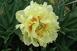 Paeonia itoh 'Bartzella' - Image 2