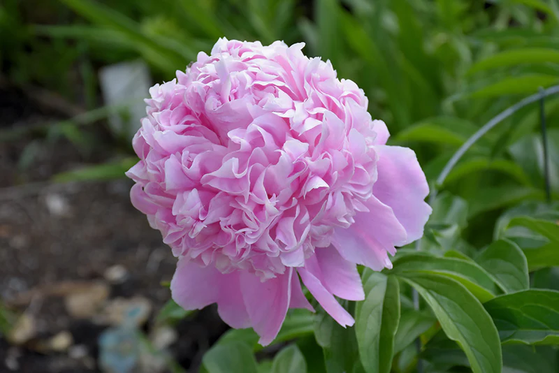 Paeonia lactiflora 'Sarah Bernhardt'