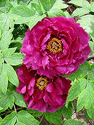 Paeonia suffruticosa 'Shimadaijin' (Tree peony)