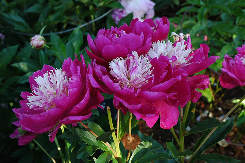 Paeonia lactiflora 'White Cap'