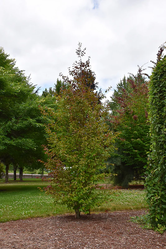 Parrotia persica 'JL Columnar' / 'Persian Spire' (Persian Ironwood)