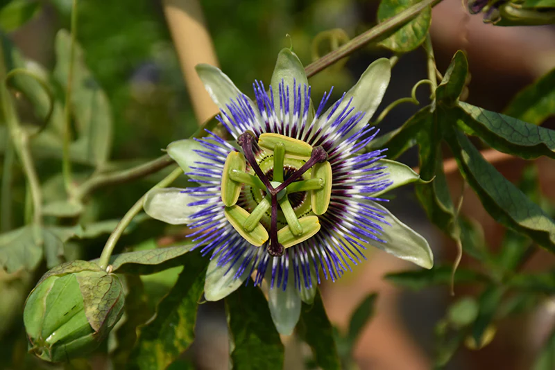 Passiflora caerulea (Passionflower Vine)