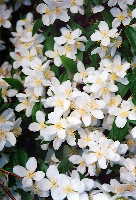 Philadelphus lewisii (Lewis' Mockorange)