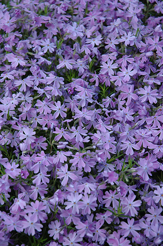 Phlox subulata 'Emerald Cushion Blue' (Emerald Cushion Blue Moss Phlox)