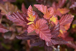 Physocarpus opulifolius 'Center Glow' (Center Glow Ninebark)