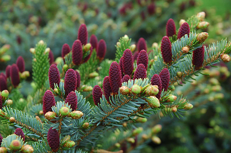 Picea abies 'Acrocona' (Red Cone Spruce)
