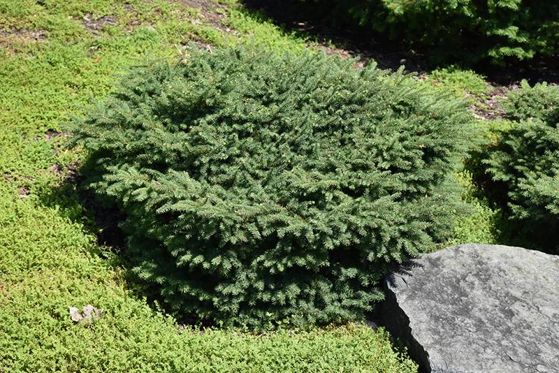 Picea abies 'Nidiformis' (Birds Nest Spruce)
