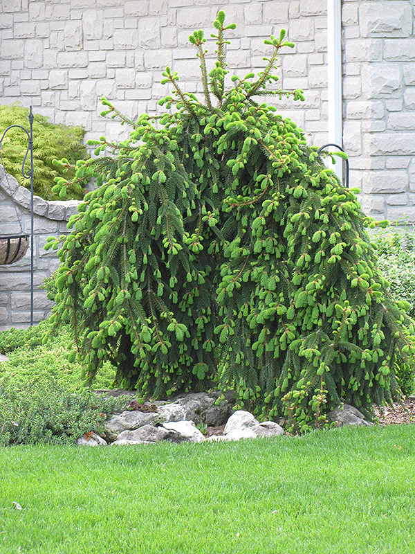 Picea abies 'Pendula' (Weeping Norway Spruce)