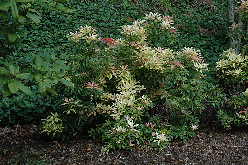 Pieris japonica 'Forest Flame' (Forest Flame Japanese Pieris) - Image 3